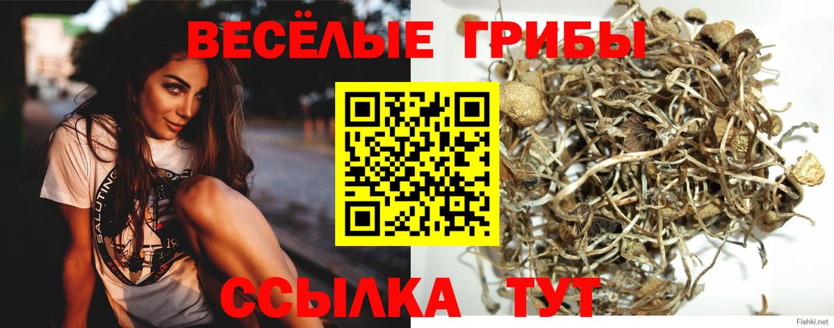 Псилоцибиновые грибы Psilocybe Новотроицк